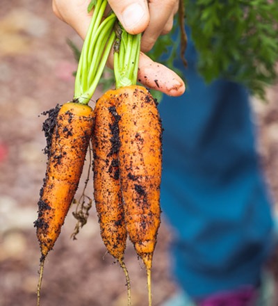 newly harvested carrots